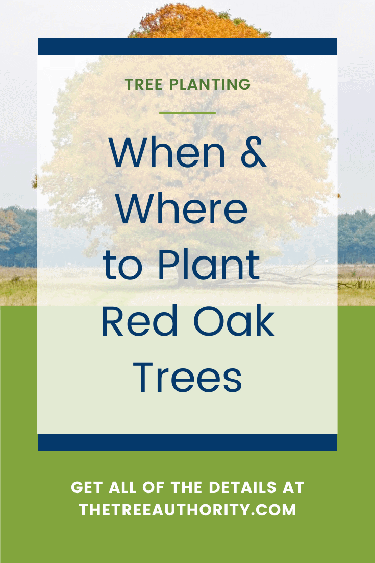 Red Oak Tree Facts Quercus Rubra The Tree Authority