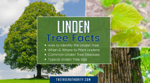 Linden Tree Facts (Tilia americana) - The Tree Authority