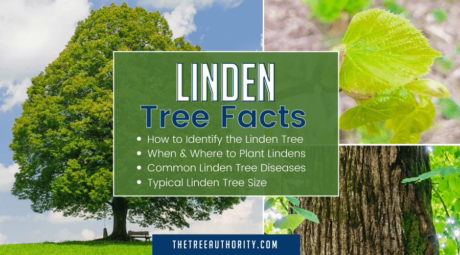 How To Identify a Linden Tree