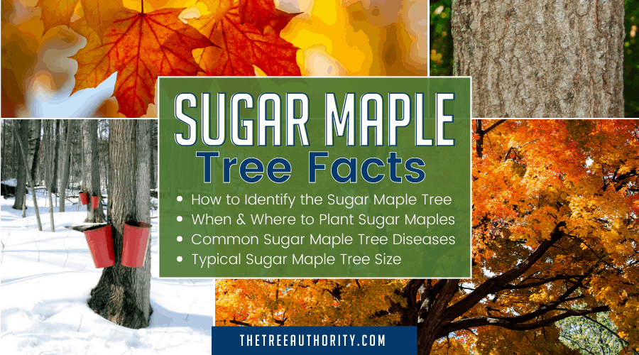 Sugar Maple Tree Facts Acer Saccharum The Tree Authority