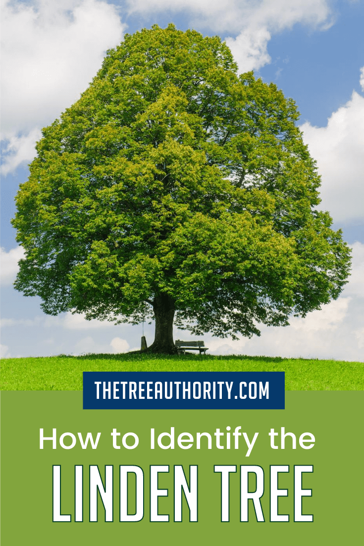 Linden Tree Facts (Tilia americana) - The Tree Authority