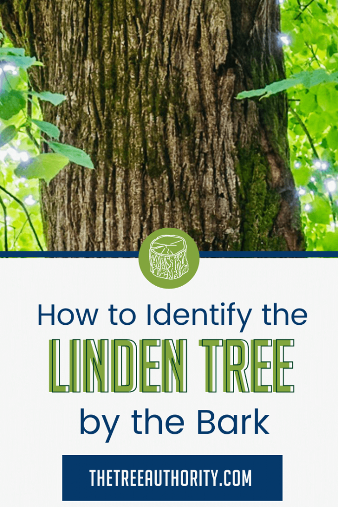 How to identify a linden tree