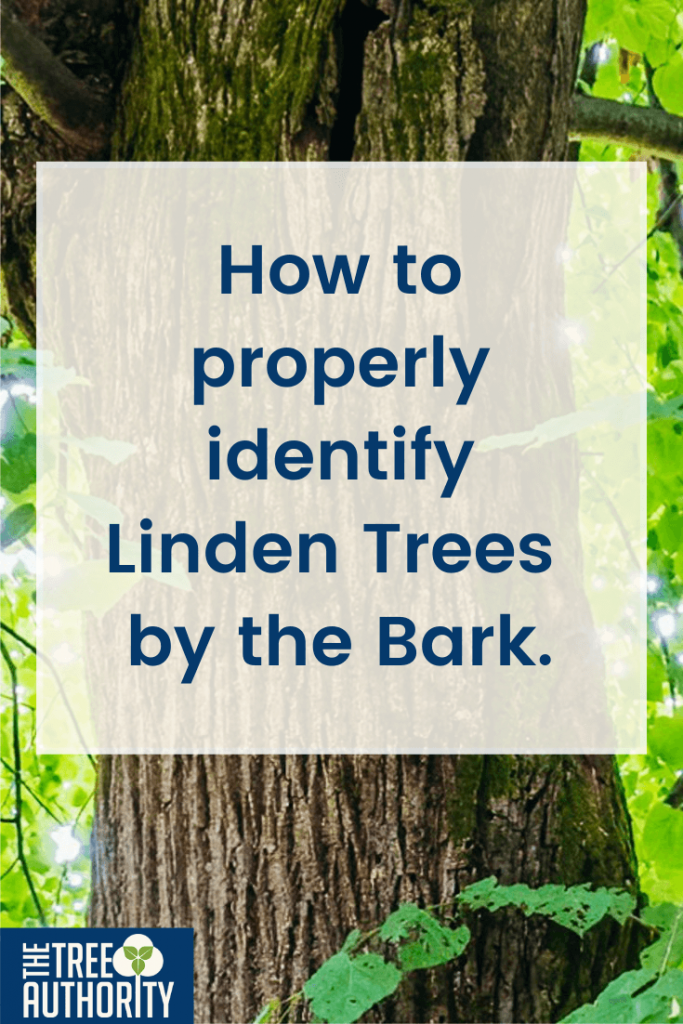 Identify Linden Tree by Bark