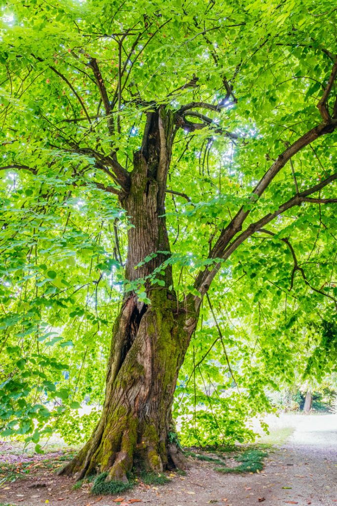 American Linden Tree Bark