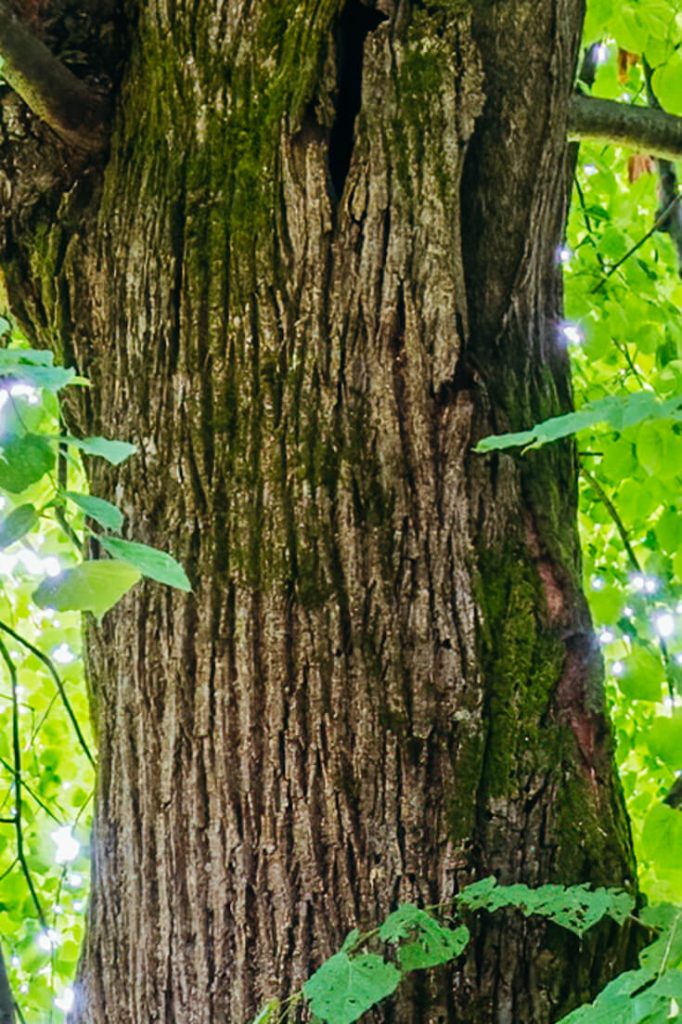 Linden Tree Bark