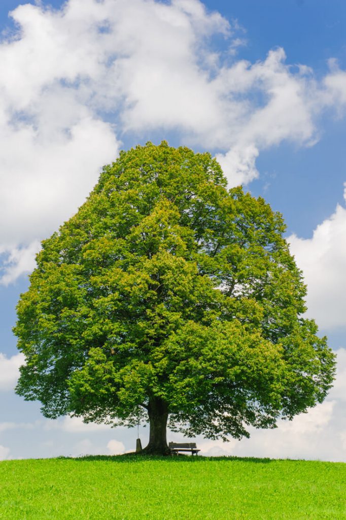 Linden tree identification