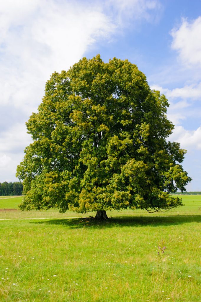 Linden tree identification