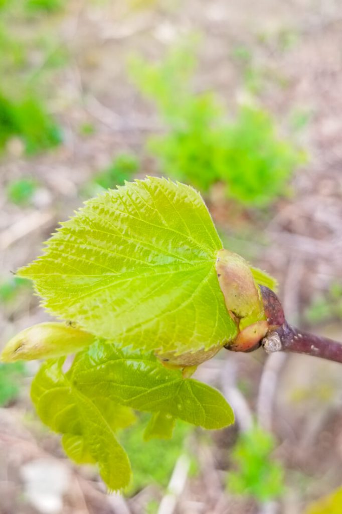 Linden Tree Leaf