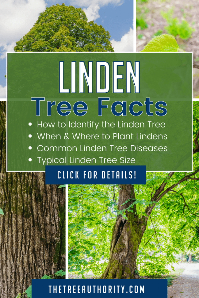 Linden Tree Facts