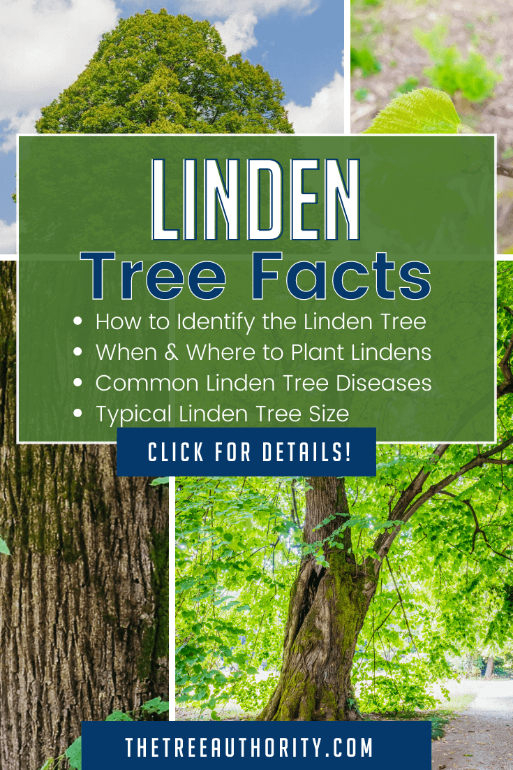 Linden Tree Facts (Tilia americana) - The Tree Authority