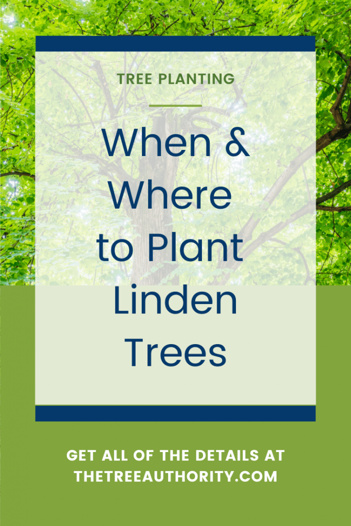 Where to Plant Linden Trees