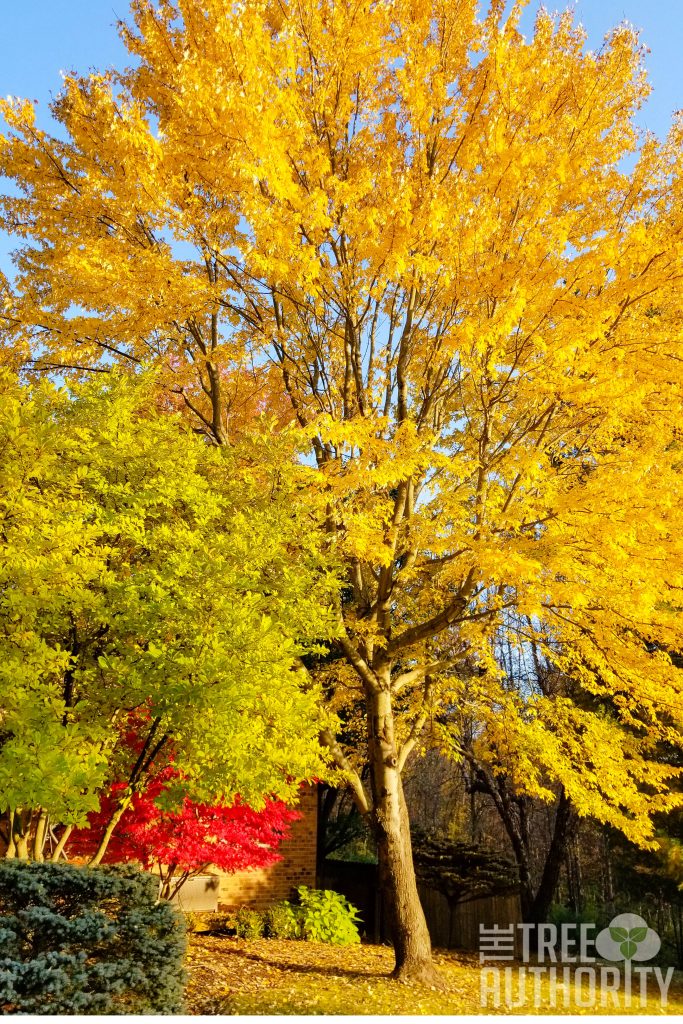 Red Maple tree in fall - yellow leaves (Acer rubrum)