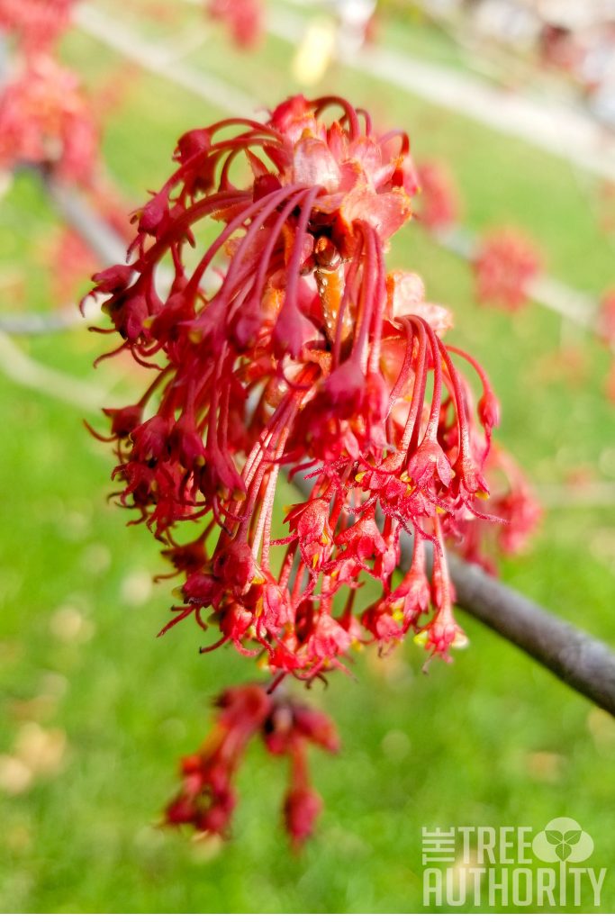 Red Maple tree flowers (Acer rubrum)