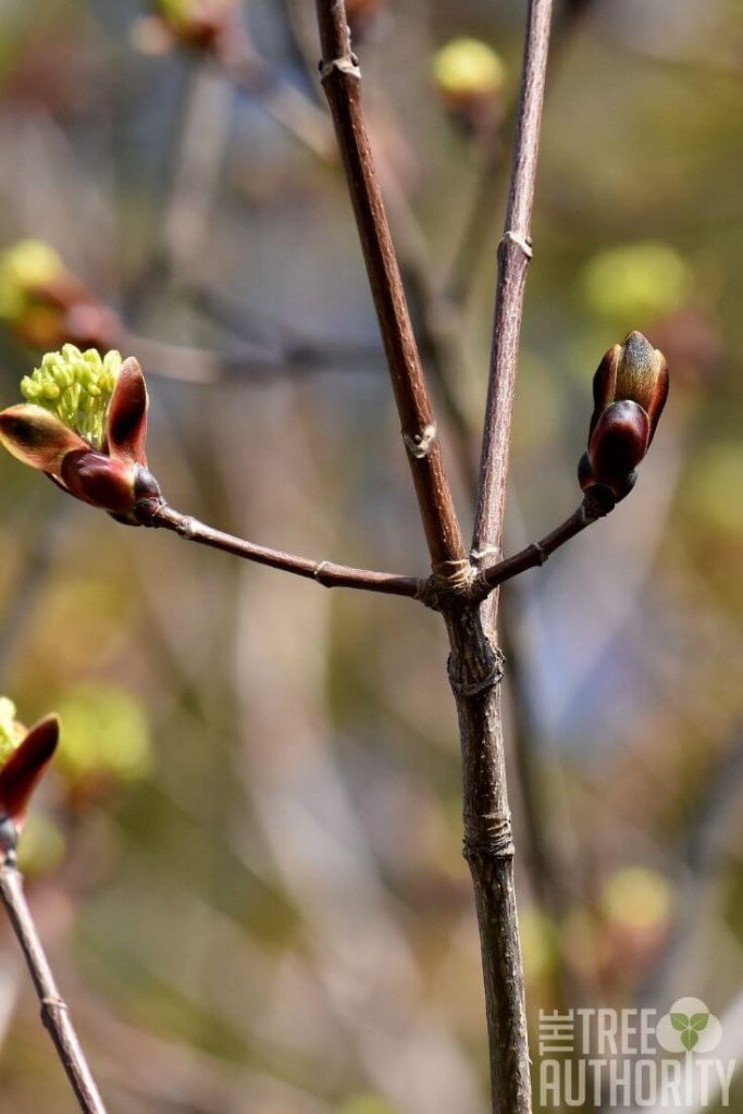 Red Maple branch showing opposite branching