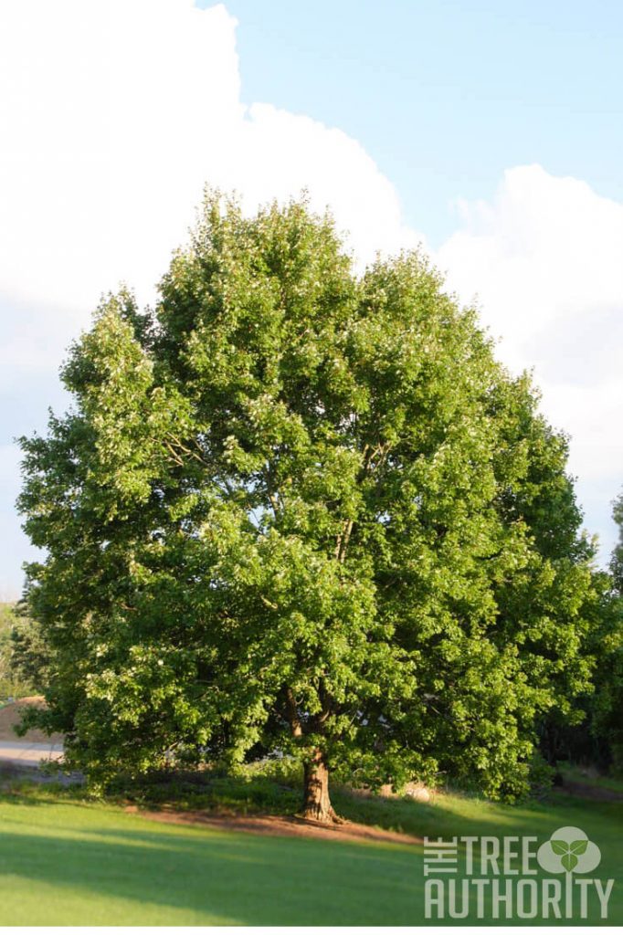 large Red Maple Tree (acer rubrum)