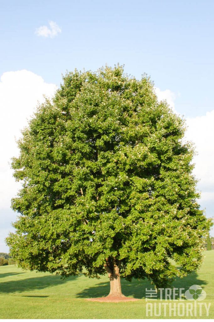 Tall Red Maple tree