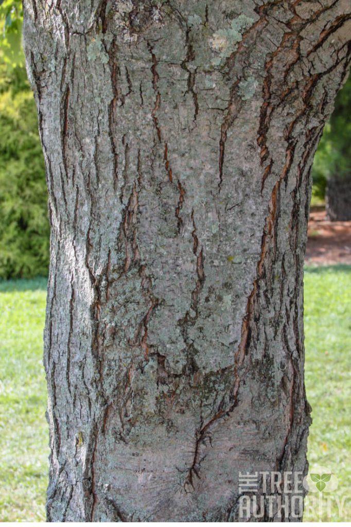 Red Maple tree bark - close up