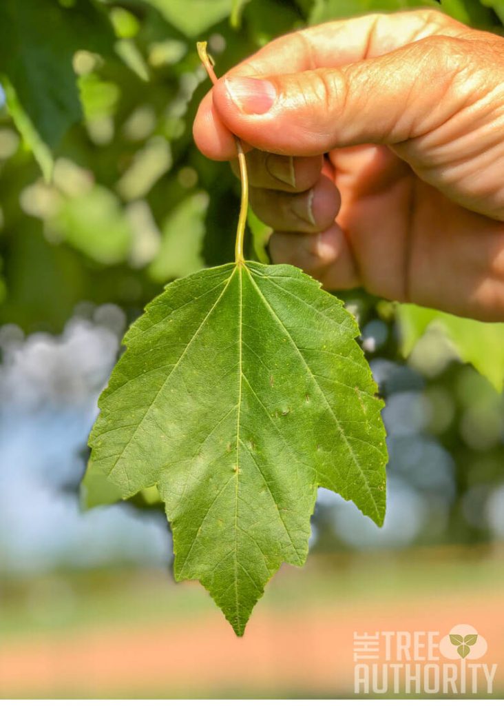 Red Maple tree leaf (Acer rubrum)