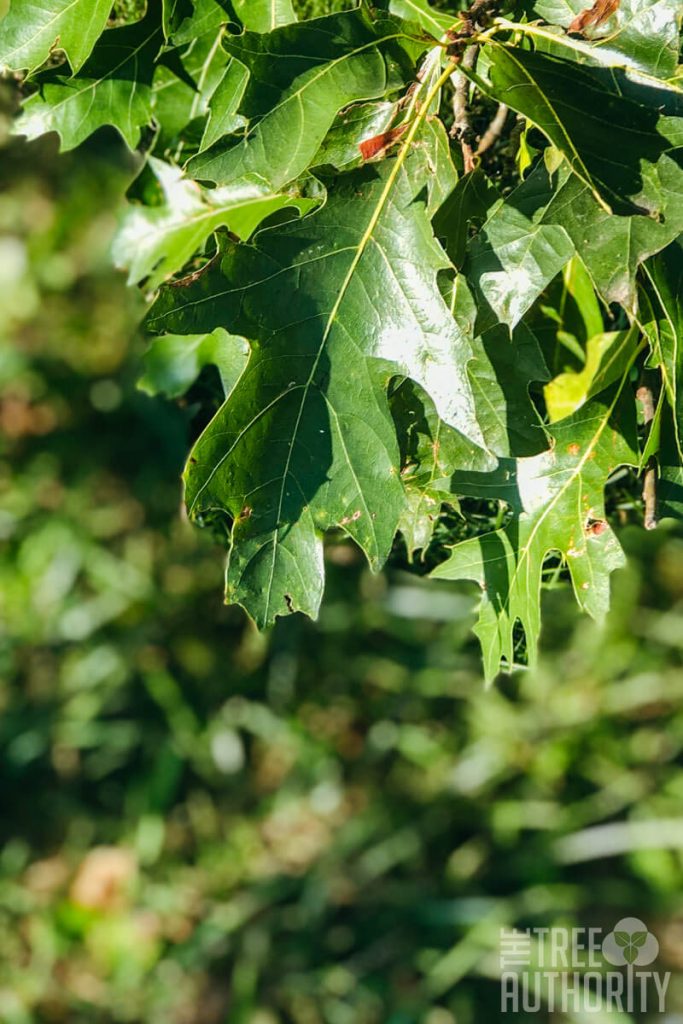 Leaves of a Red Oak Tree