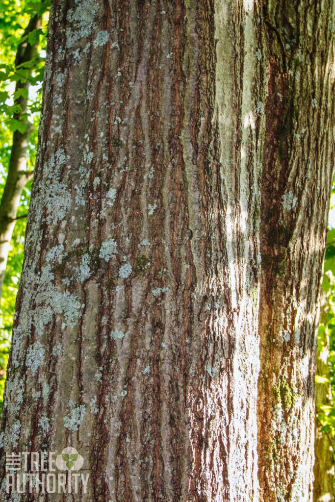 Bark of a Red Oak Tree