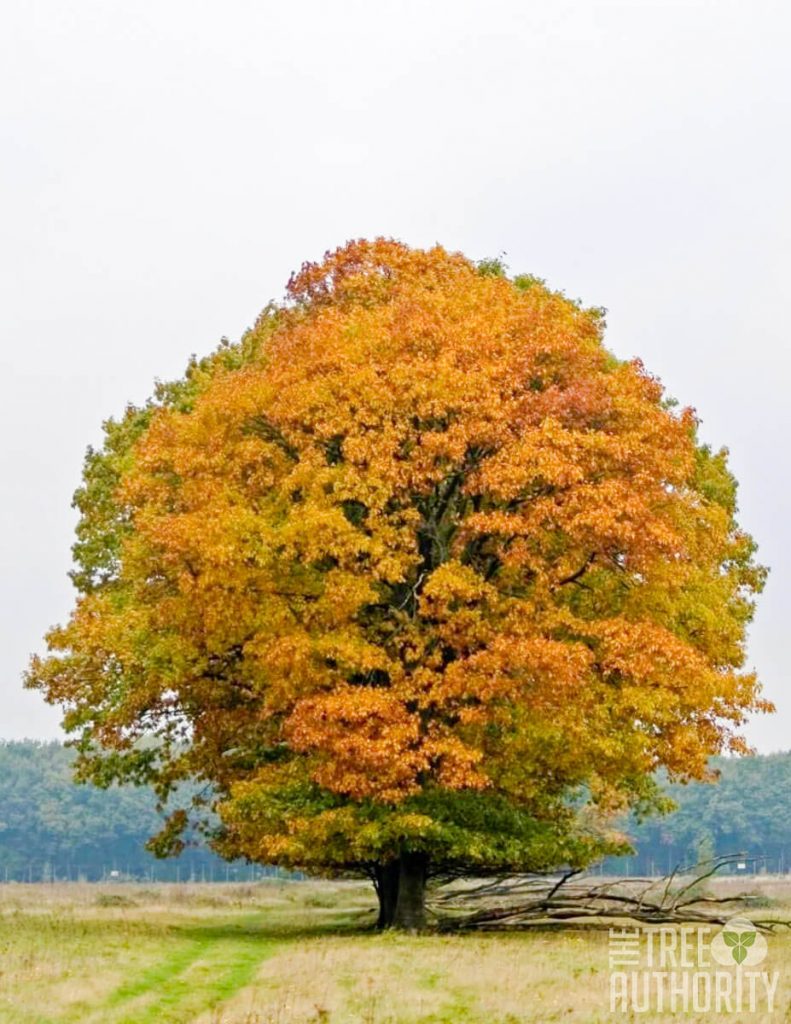 red oak tree facts (quercus rubra) - the tree authority