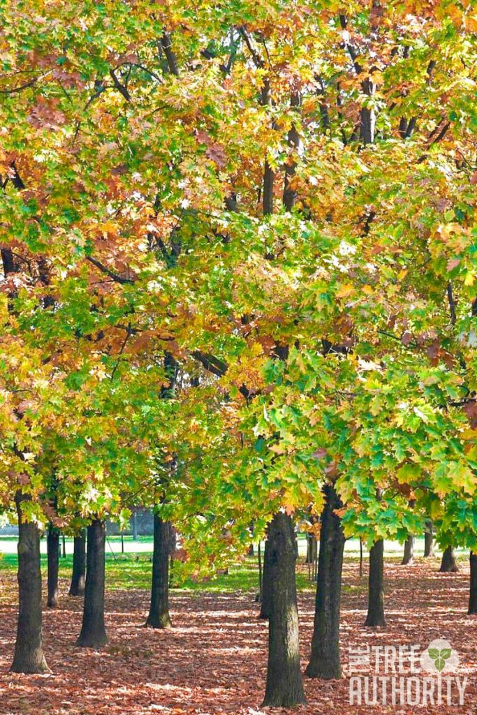 Red Oak Tree