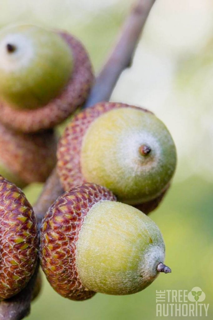 Red Oak Tree Acorns