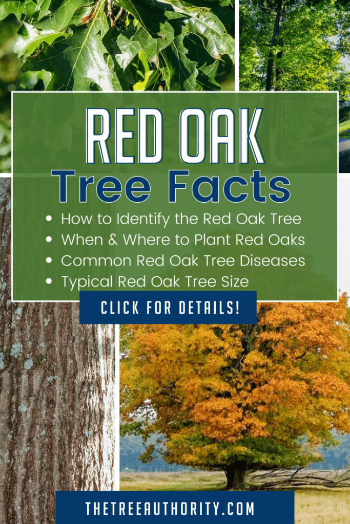Red Oak Tree Facts