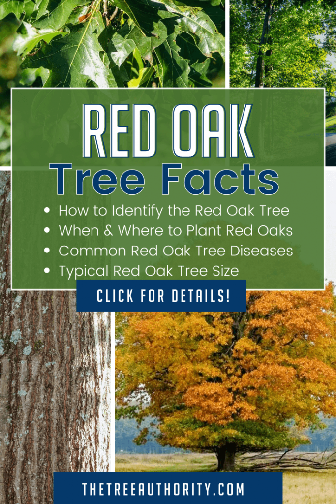 red-oak-tree-facts-quercus-rubra-the-tree-authority