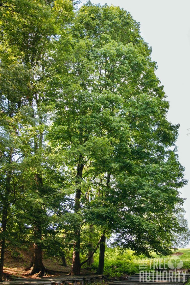 Sugar Maple Tree Facts (Acer saccharum) - The Tree Authority