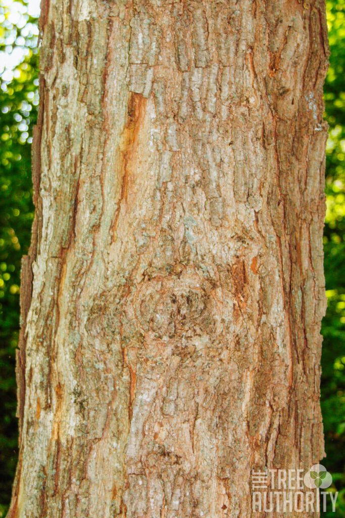 bark of a sugar maple tree