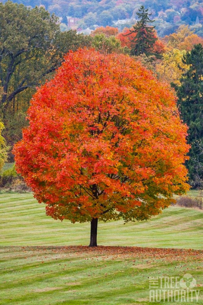 sugar maple fall colors