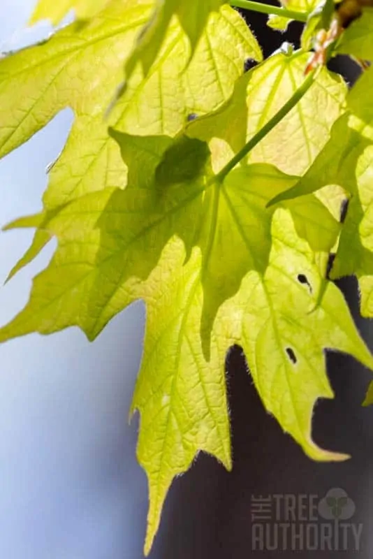 sugar maple leaves