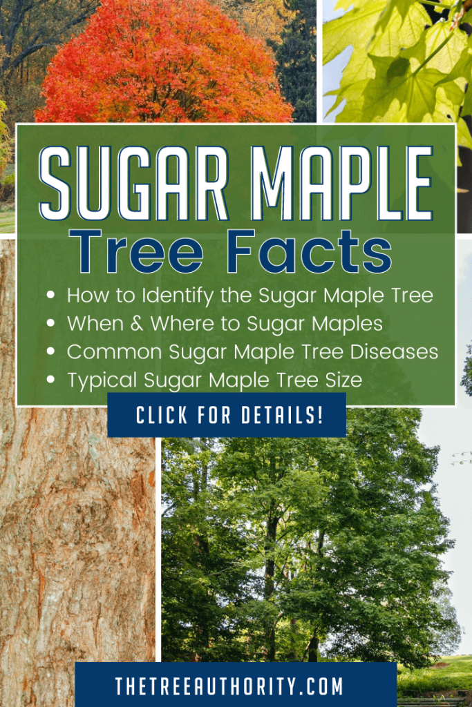 Sugar Maple Tree Facts