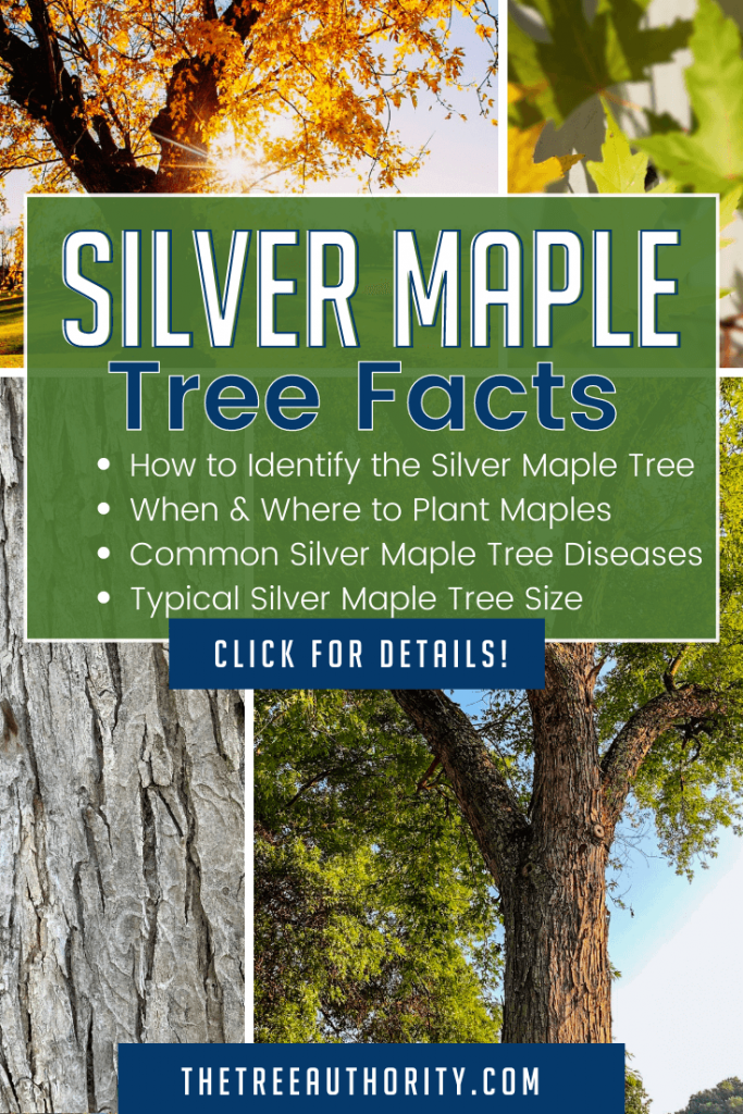 Silver Maple Tree Facts