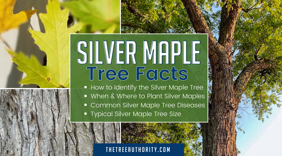  Silver Maple Tree Facts Acer Saccharinum The Tree Authority