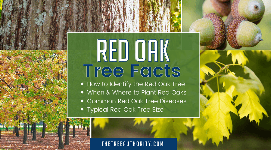 Red Oak Tree Facts (Quercus rubra) - The Tree Authority