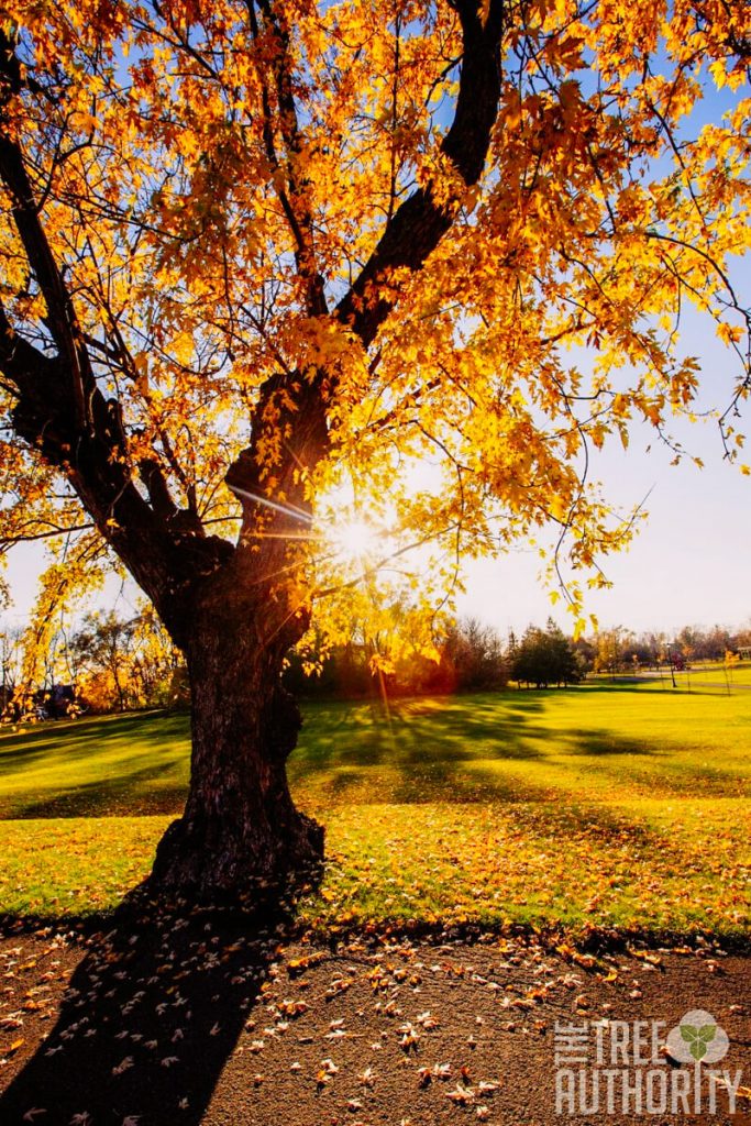 Silver Maple Tree