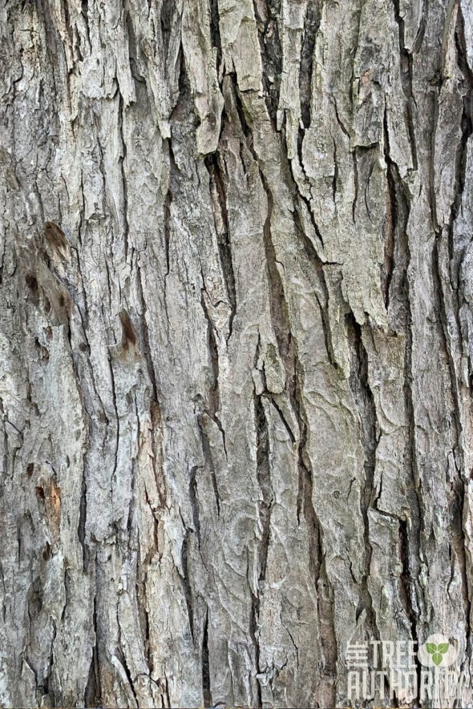 Maple Tree Bark Identification