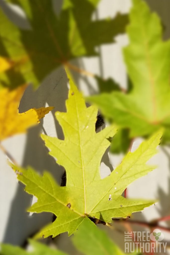 Silver Maple Tree