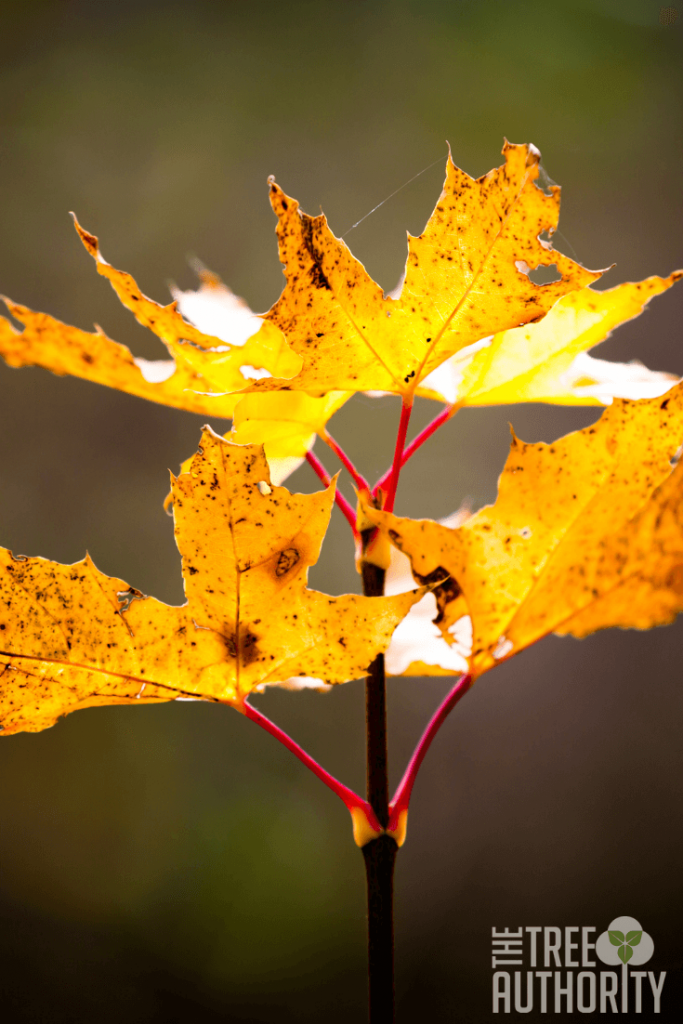 Sugar maple tree branch