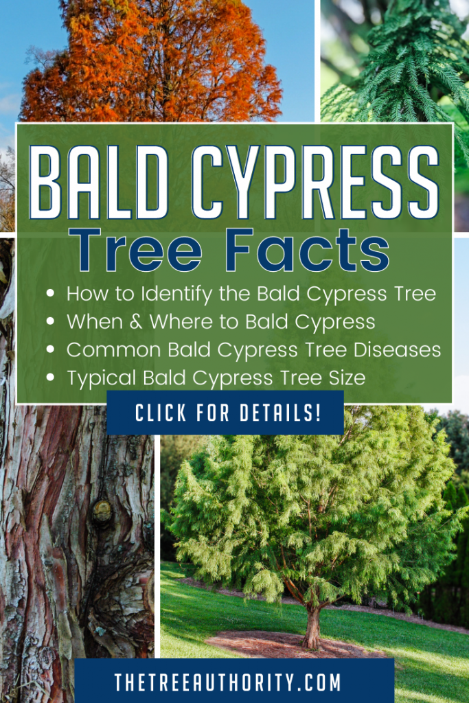 Bald Cypress Tree Facts - Taxodium distichum