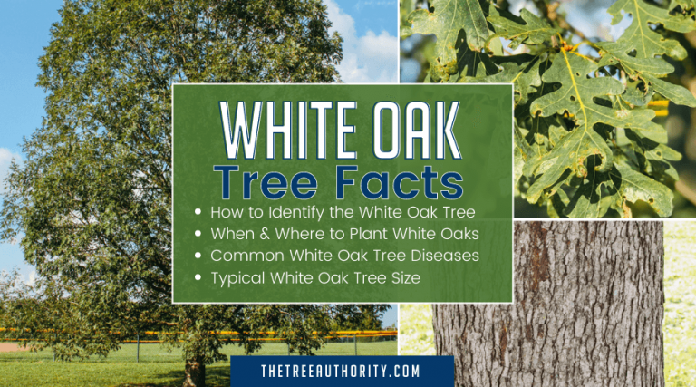 White Oak Tree Facts ( Quercus alba) - The Tree Authority