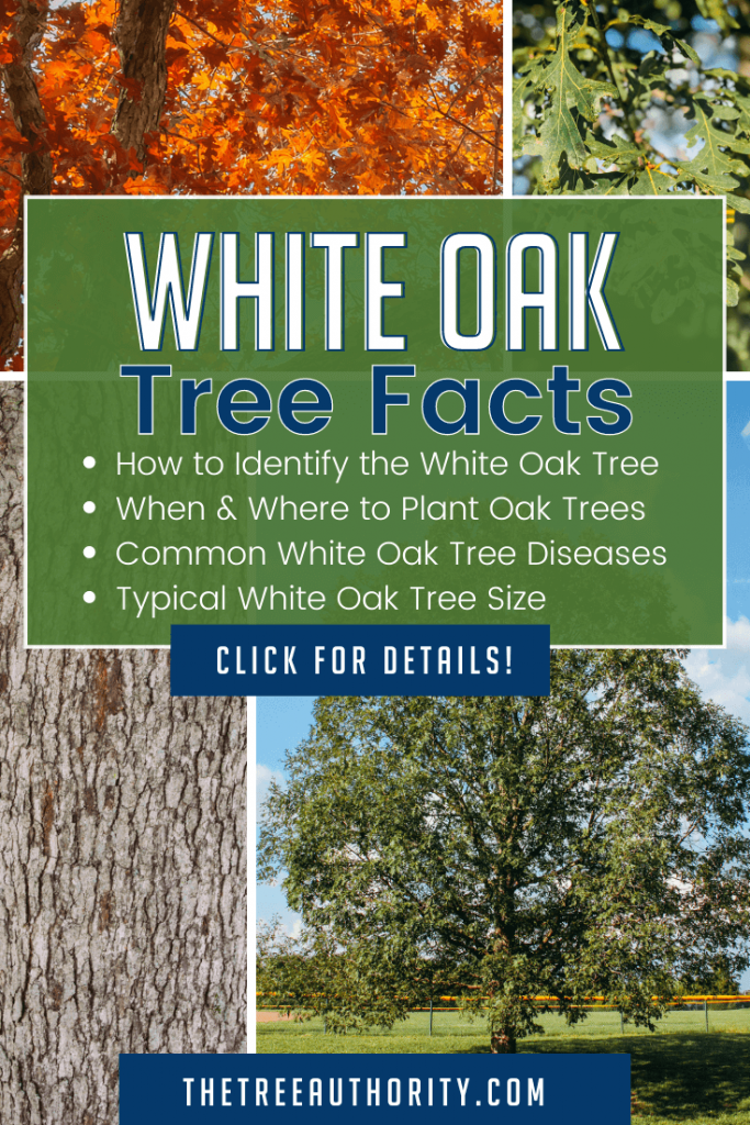 White Oak Tree Facts - Quercus alba