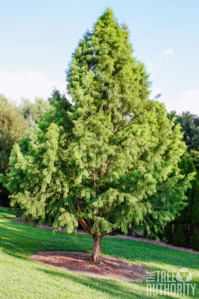 bald cypress tree leaf identification