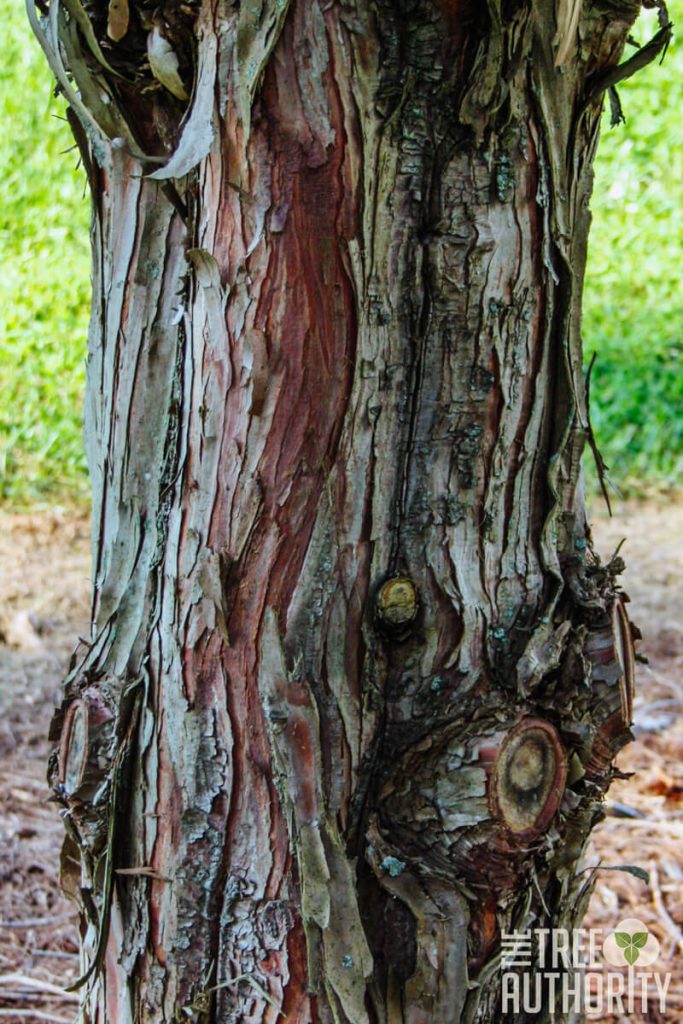 bald cypress tree leaf identification