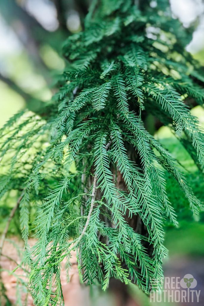 bald cypress tree leaf identification