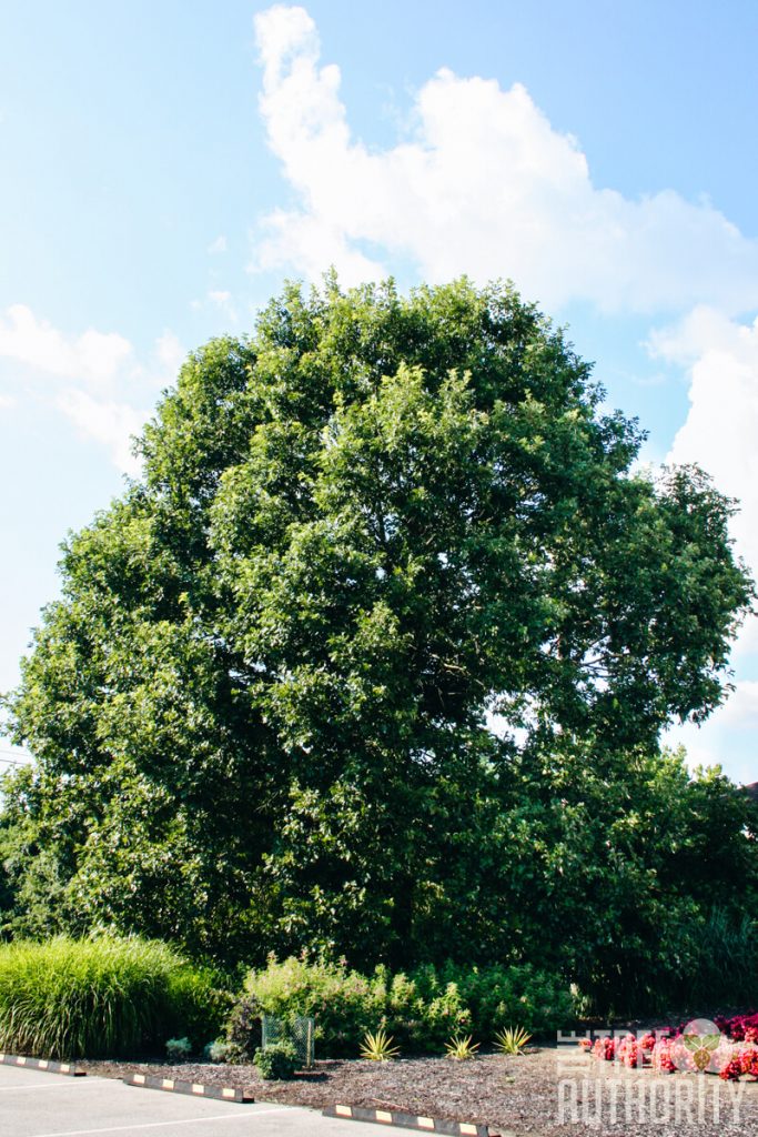 Where to Plant White Oak Trees
