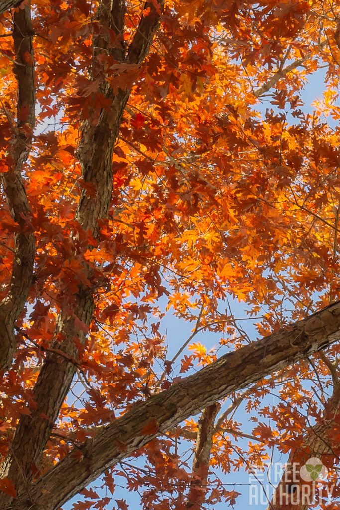 white oak tree in fall