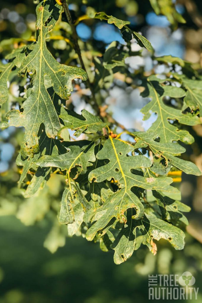 How to Identify the White Oak Tree by the Leaves
